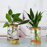 Indoor Green Plant Decoration Glass Bottle For Hydroponic Plants - Home & beyond co